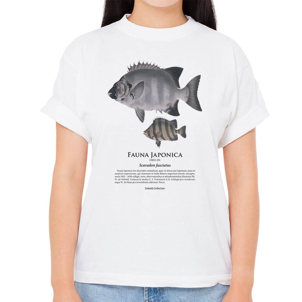 【イシダイ】シーボルトコレクション魚譜Tシャツ